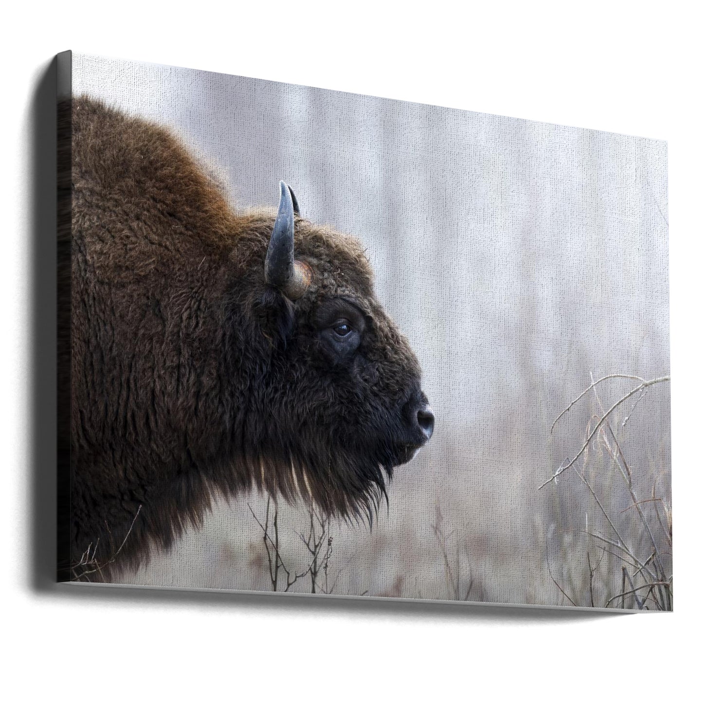 Bisons Profil | Leinwand-Bilder