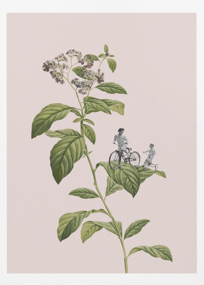 Botanisk cykling | Poster