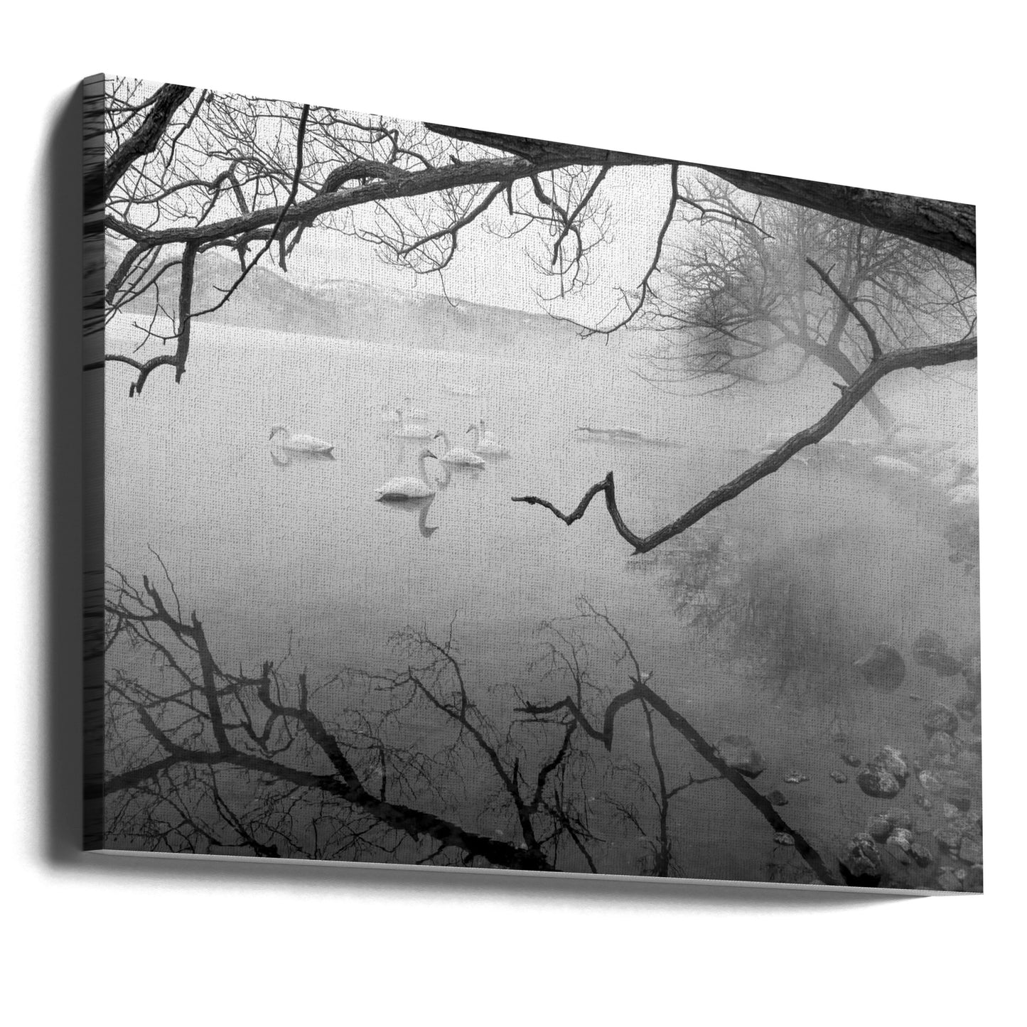 Swans in hot springs | Canvas