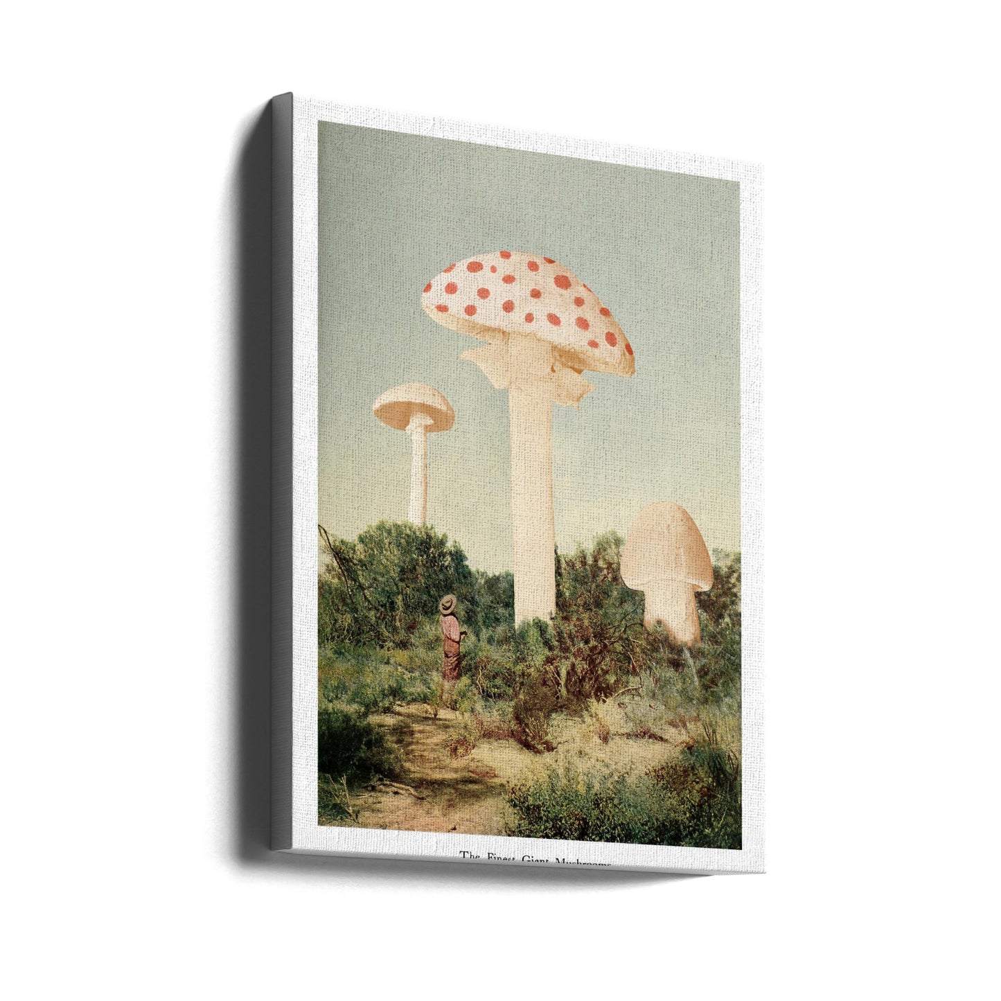Der feinste Riesenpilz | Leinwand-Bilder