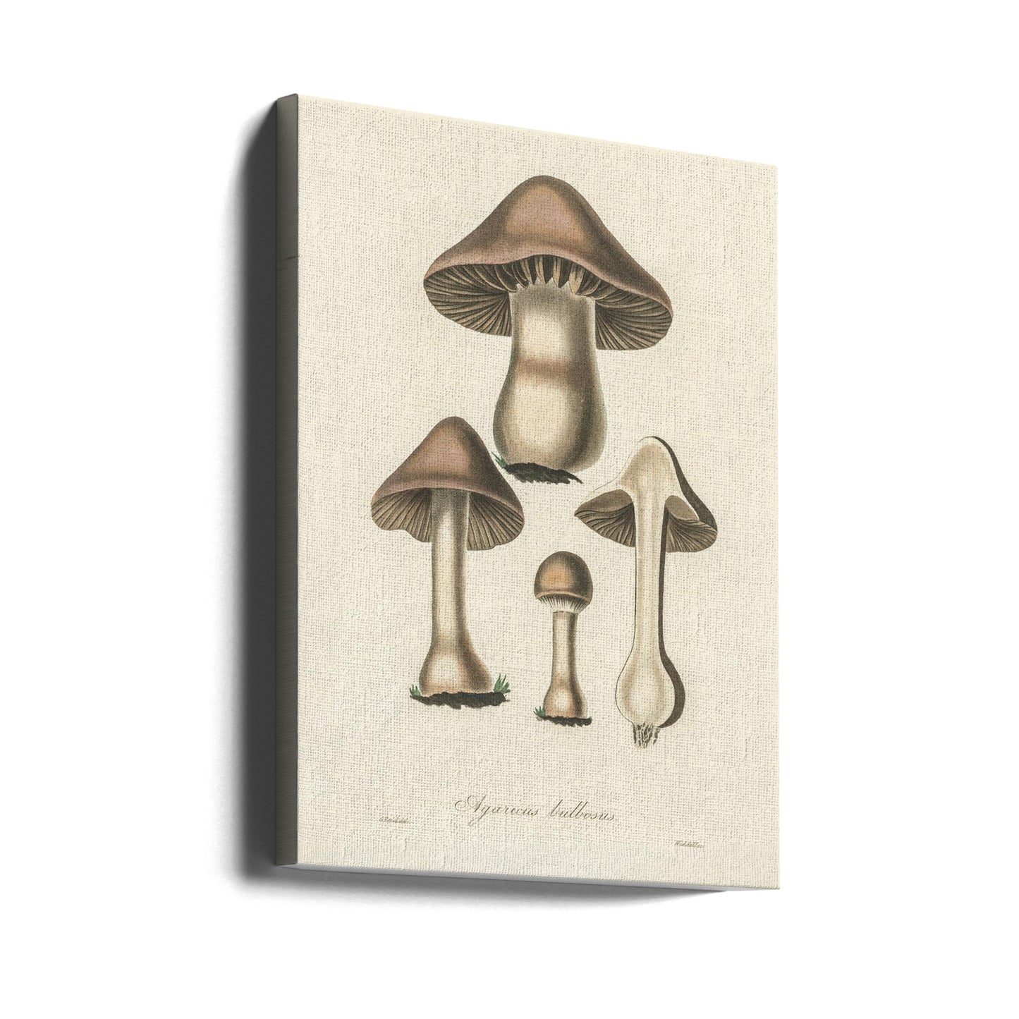 Illustration av Agaricus Bulbosus. Medicinsk botanik 1836 | Canvastavla