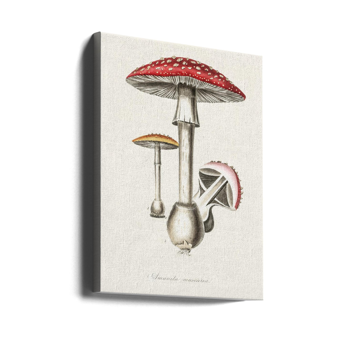 Amanita Muscaria Illustration. Medicinsk botanik 1836 | Duk