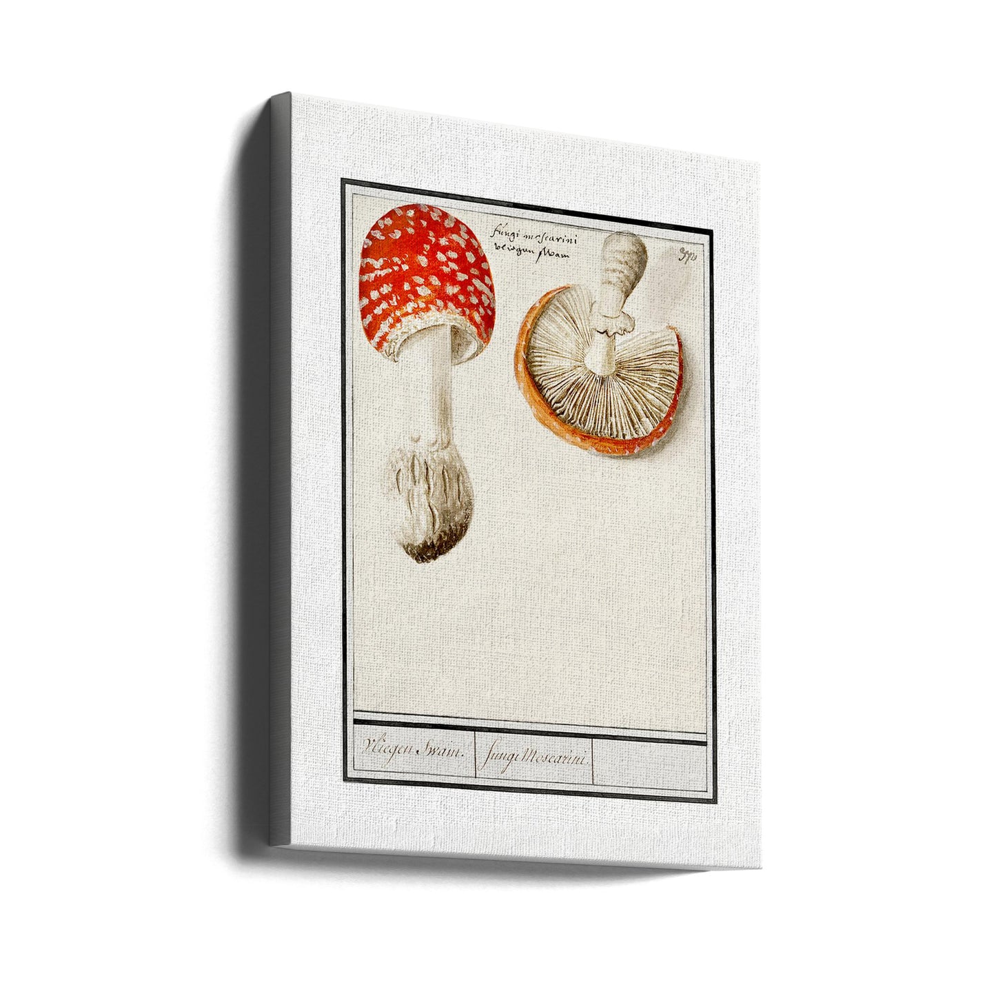 Flugsvamp, Amanita Muscaria | Duk