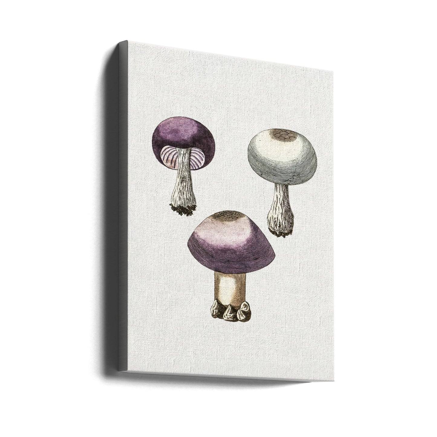 Handmörk violett webcap-svamp | Canvas