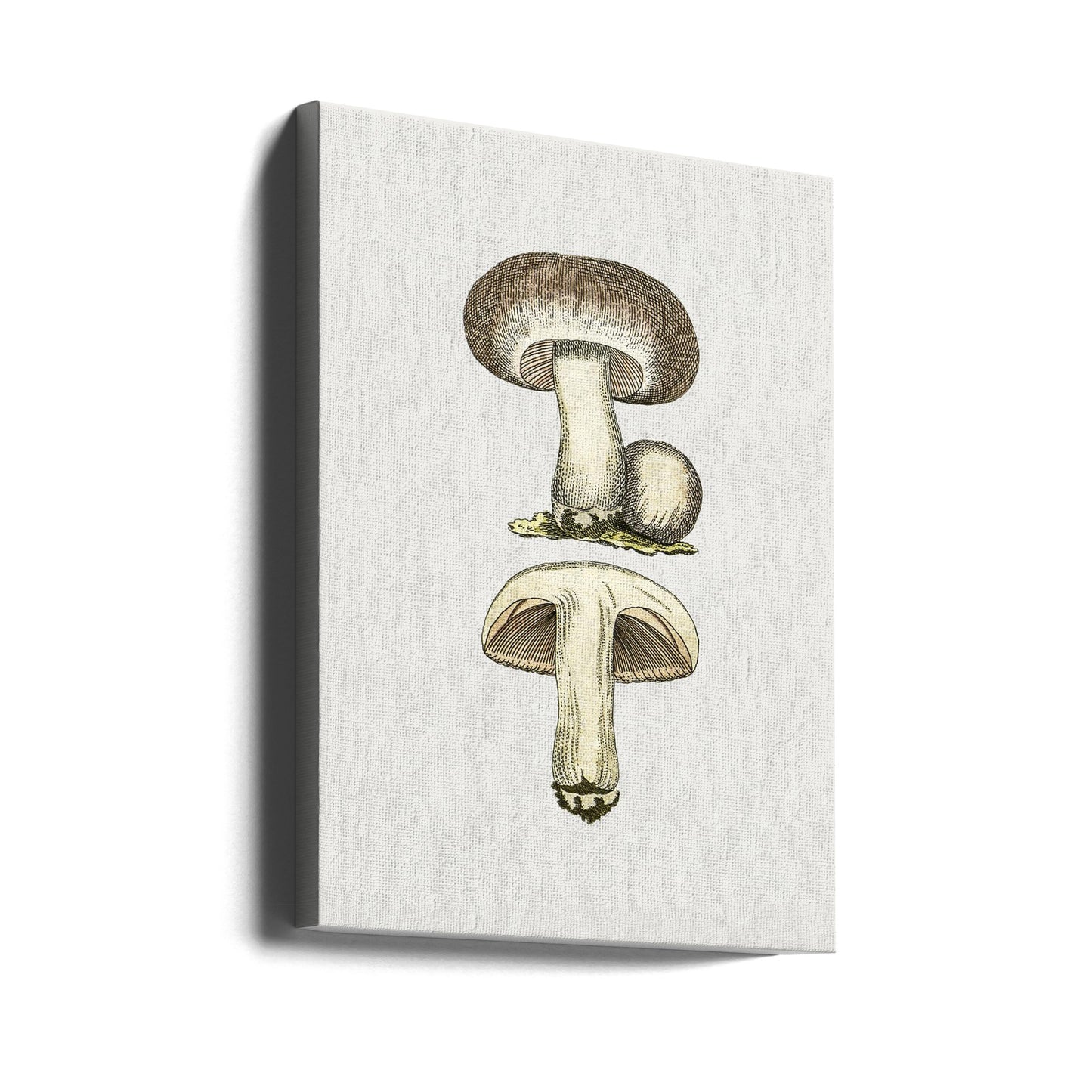 Handritad fältsvamp grå | Canvas