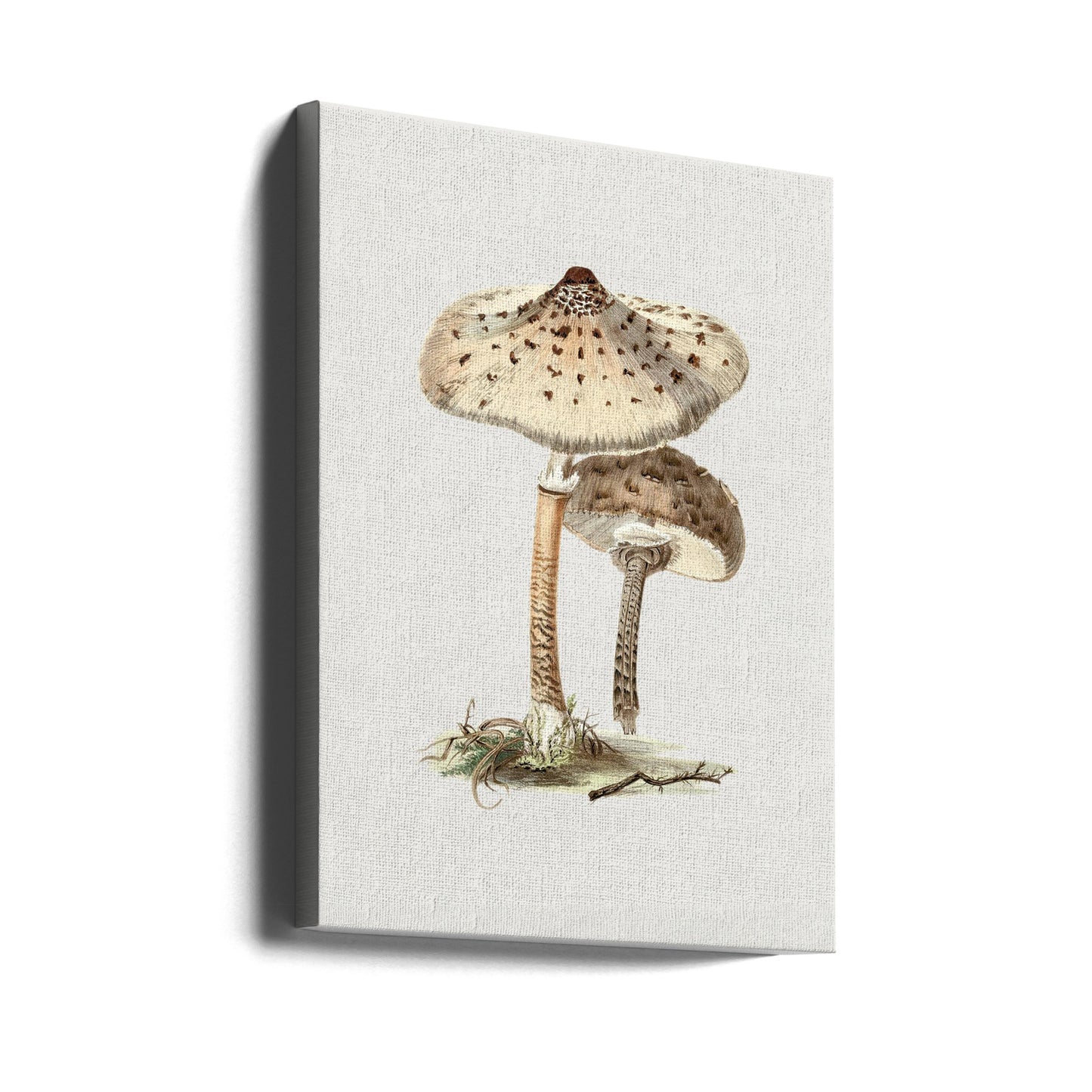 Handritad parasollsvamp | Canvas