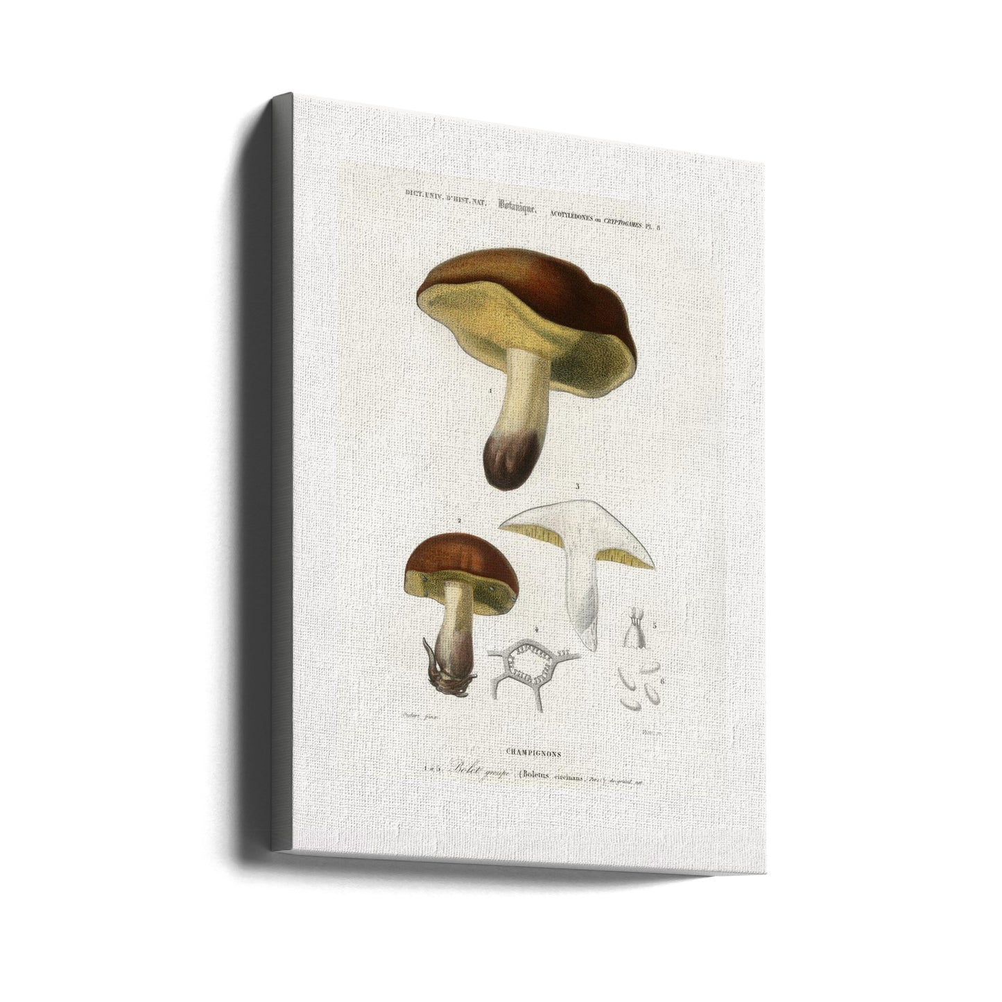 Svamp (boletus Circinans) | Duk