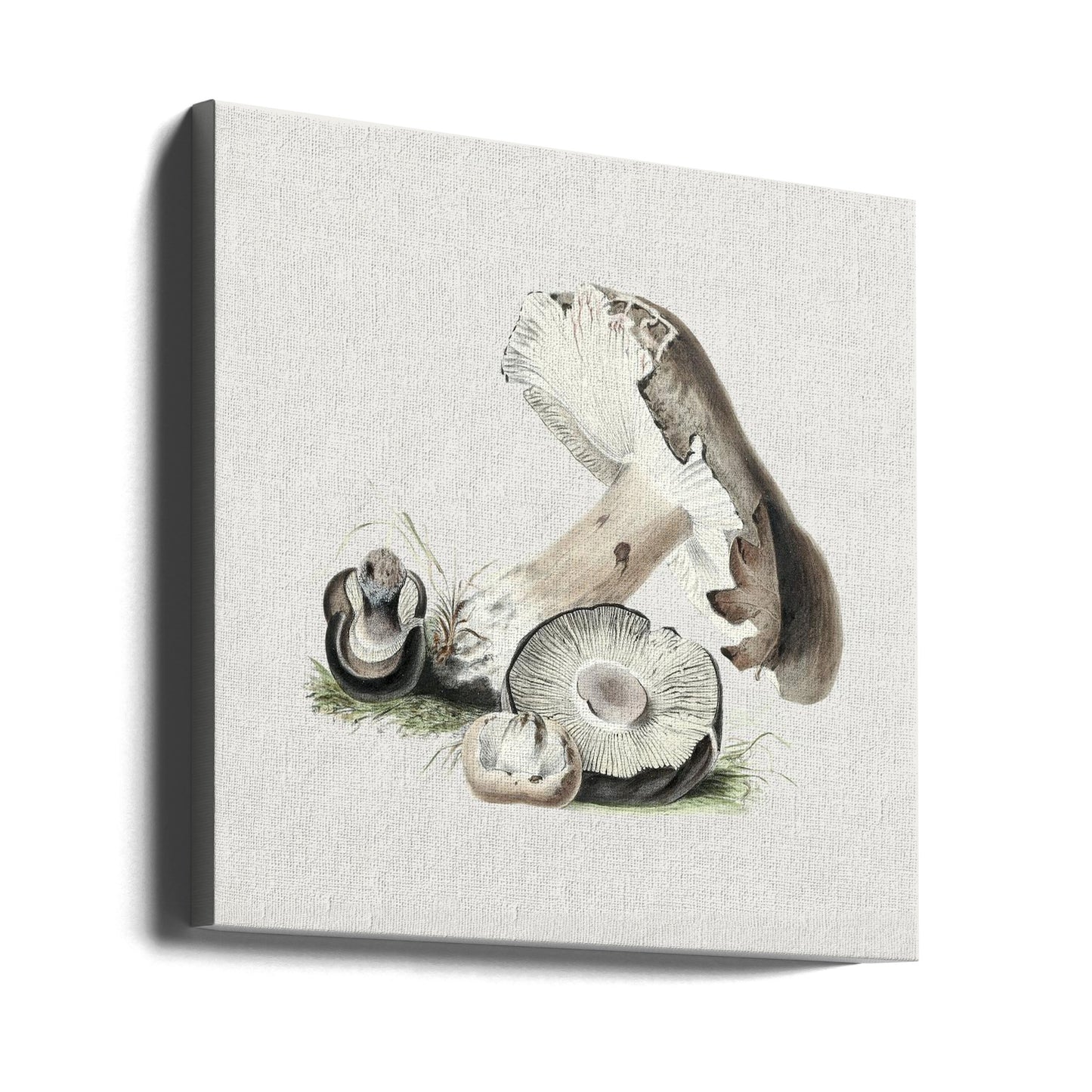 Vintage Agaricus Augustus svamp | Duk