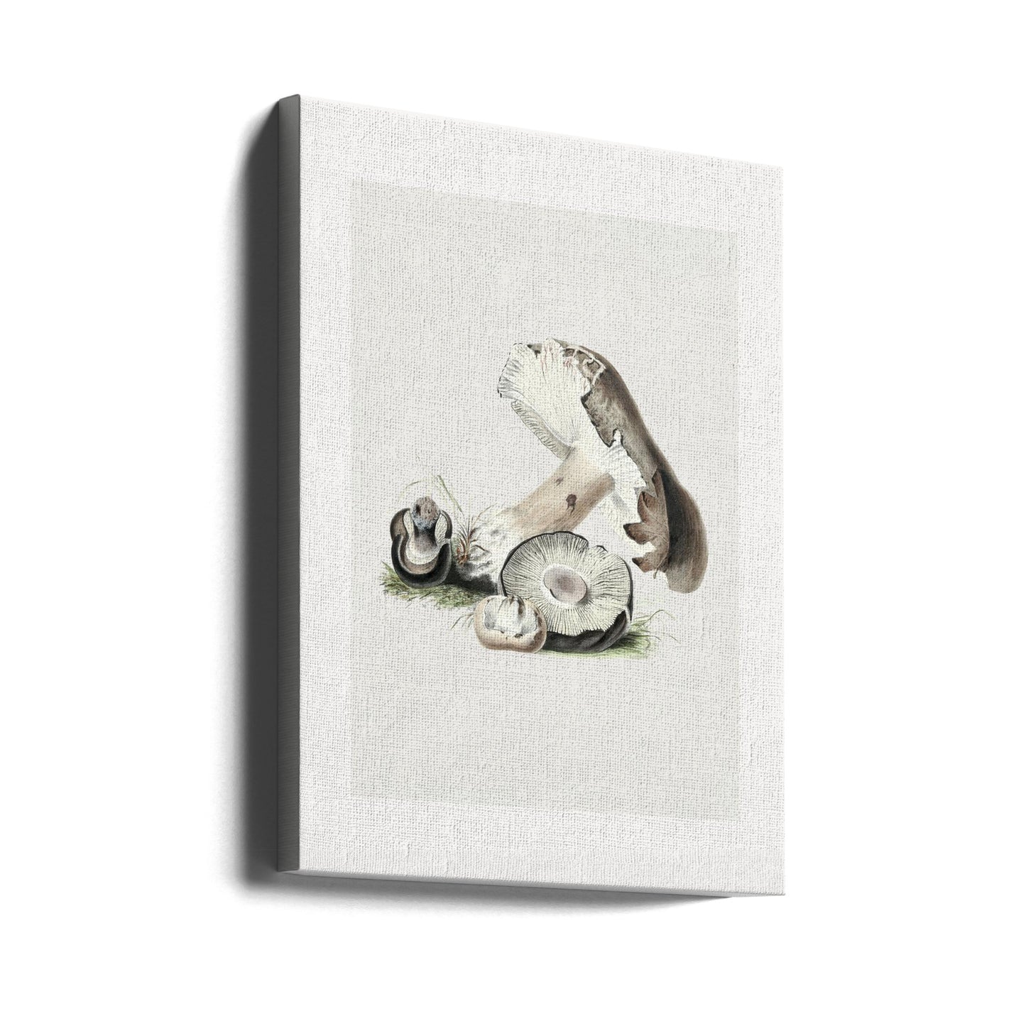 Vintage Agaricus Augustus svamp 50x70 | Duk