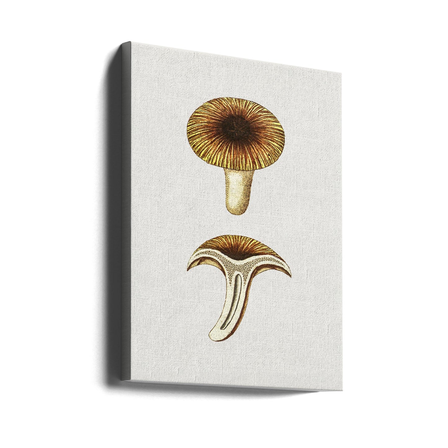 Grzyby jadalne Vintage Chanterelles | Wydruki na łótnie