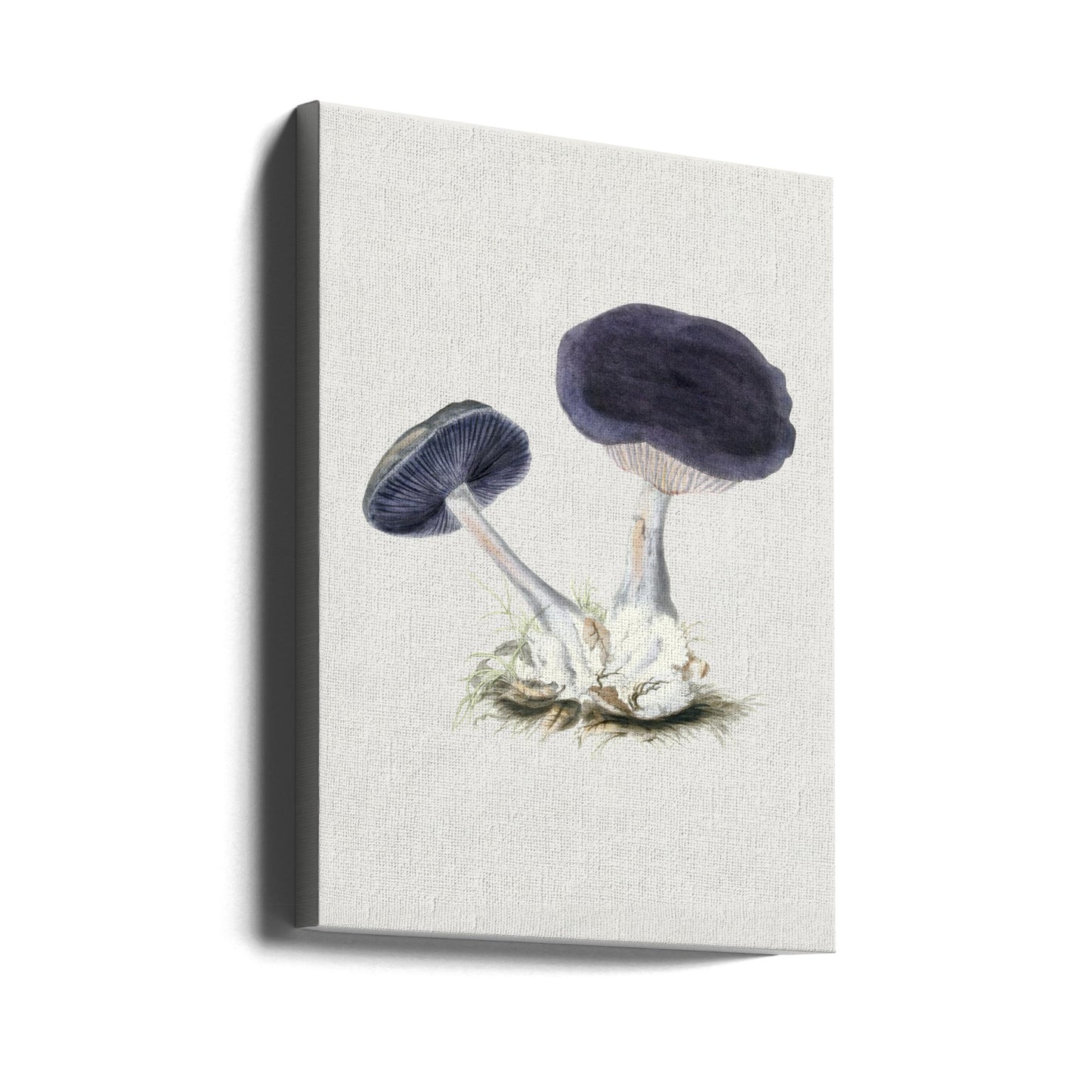 Vintage violett webbhatt-svamp | Canvas