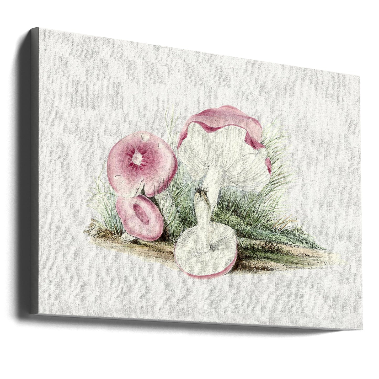 Vintage Russula Emetica-svamp | Canvas
