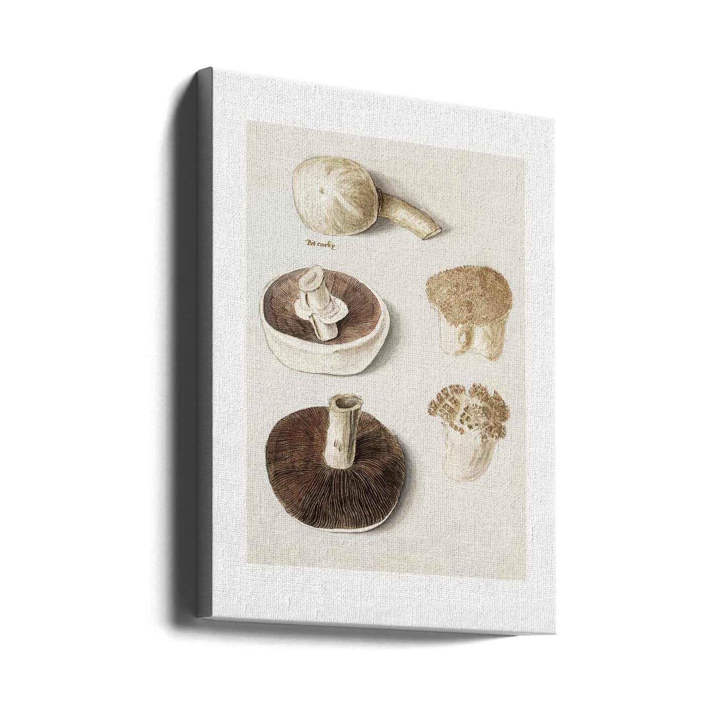 Ängssvamp, Agaricus Campestris stående | Canvastavla