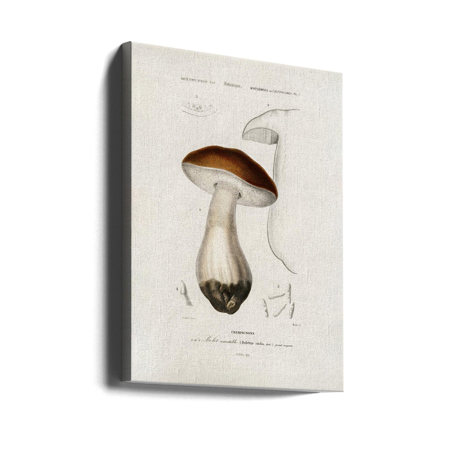 Penny Bun (boletus Edulis) | Duk
