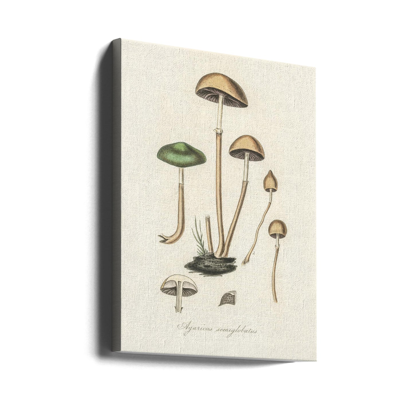 Agaricus Semiglobatus | Duk