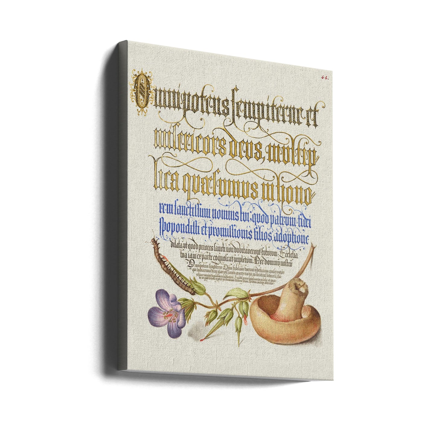 Svampposter | Canvas