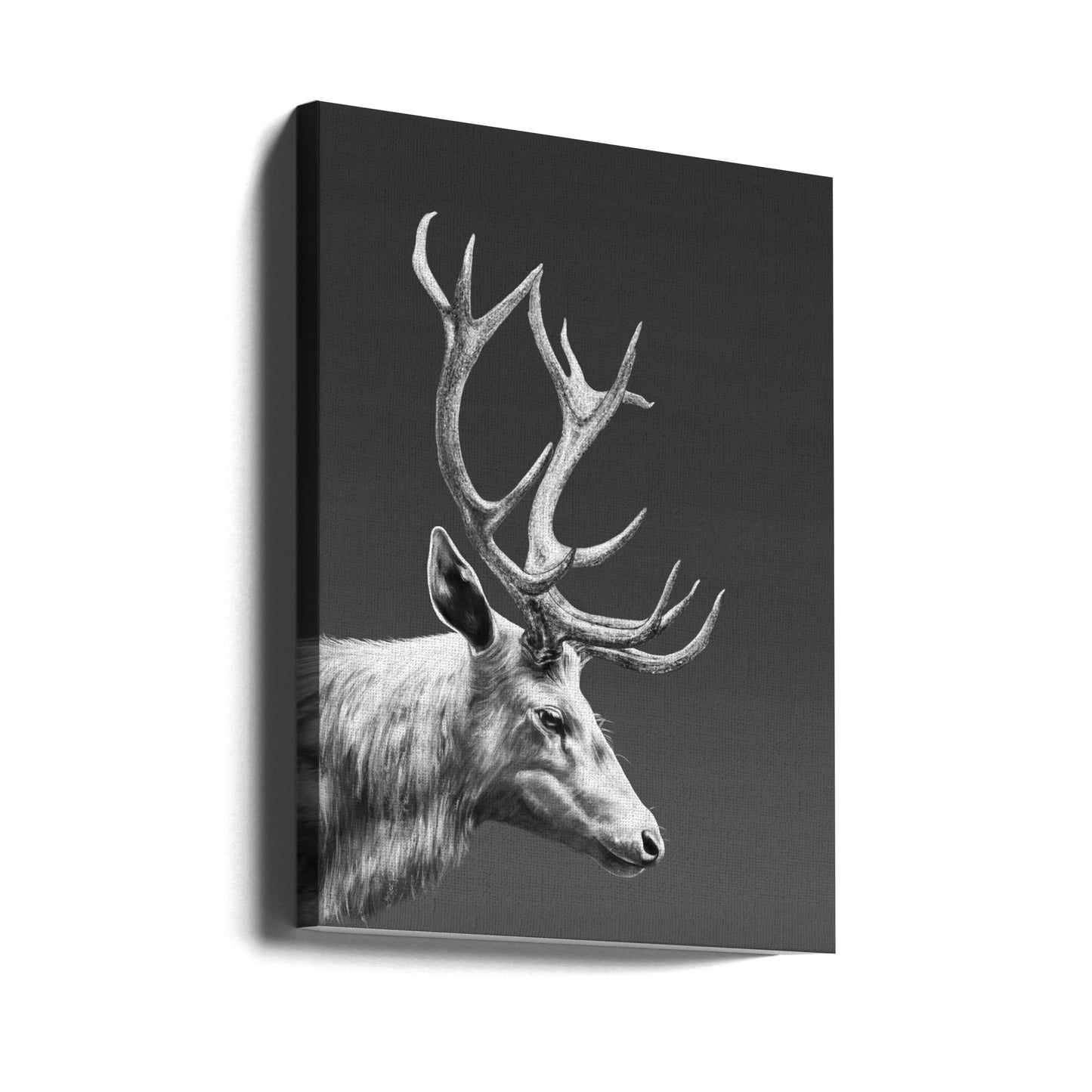 Renar | Canvas