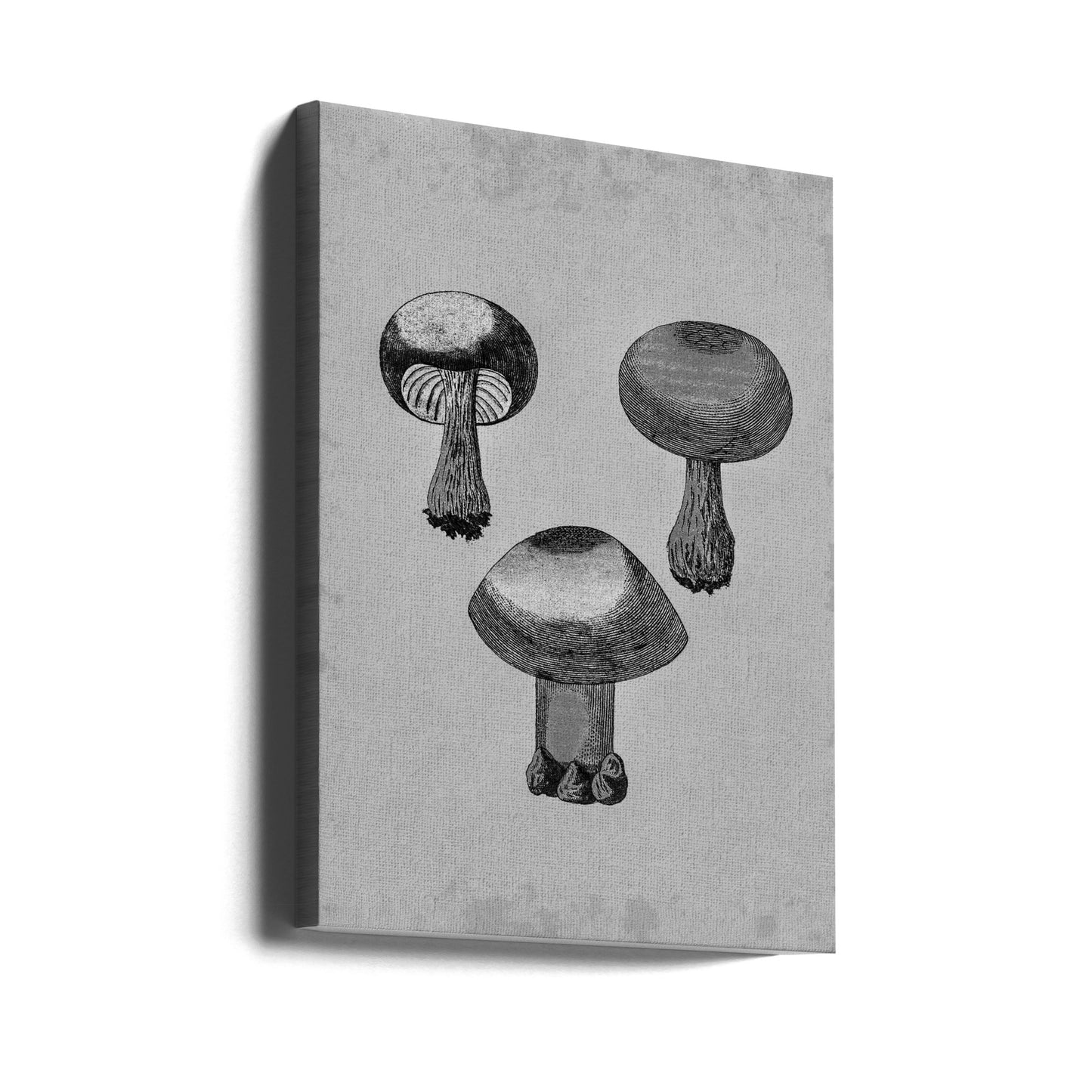 Violett Webcap-svamp | Canvas