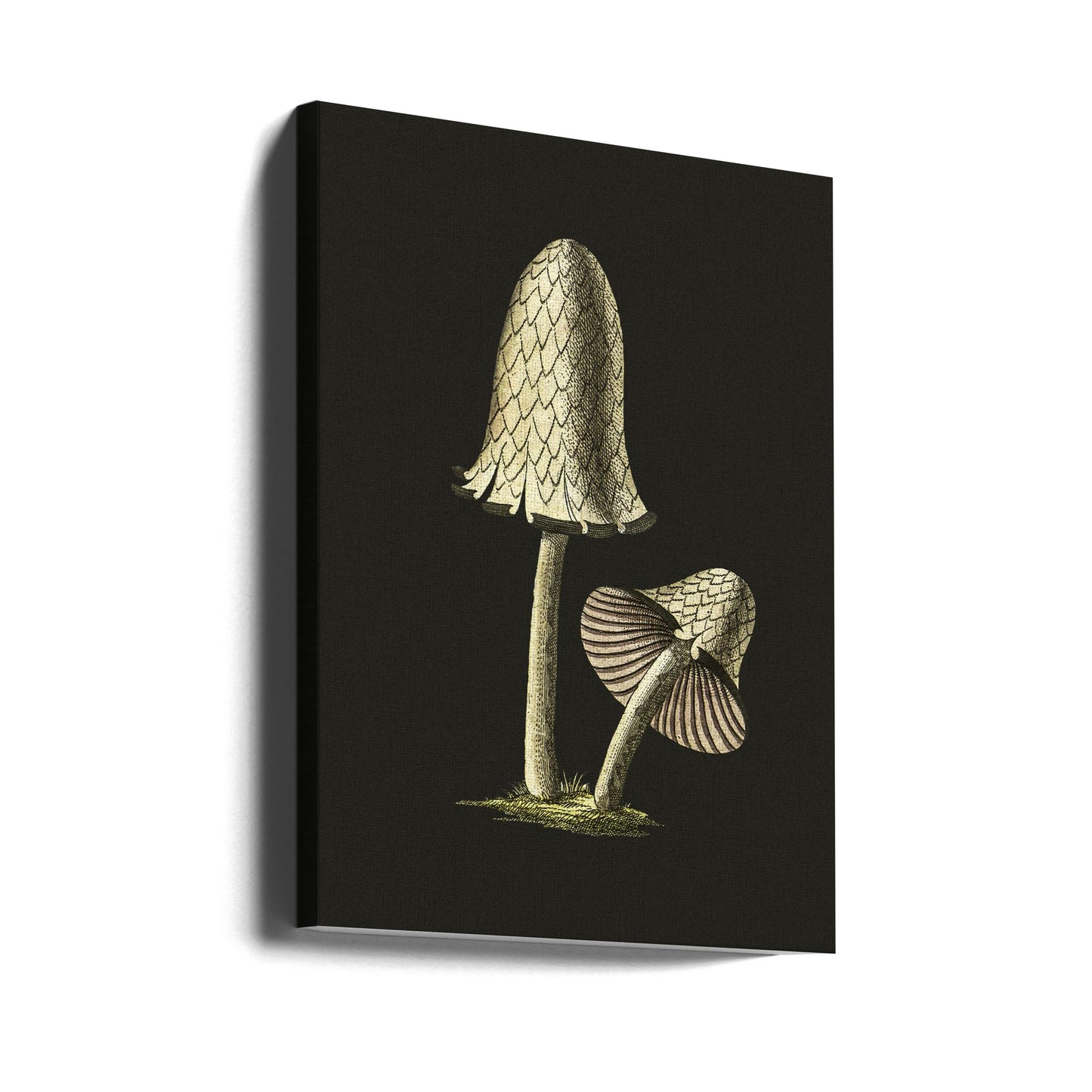 Vintage bläckmössa ätbar svamp svart bakgrund | Canvas