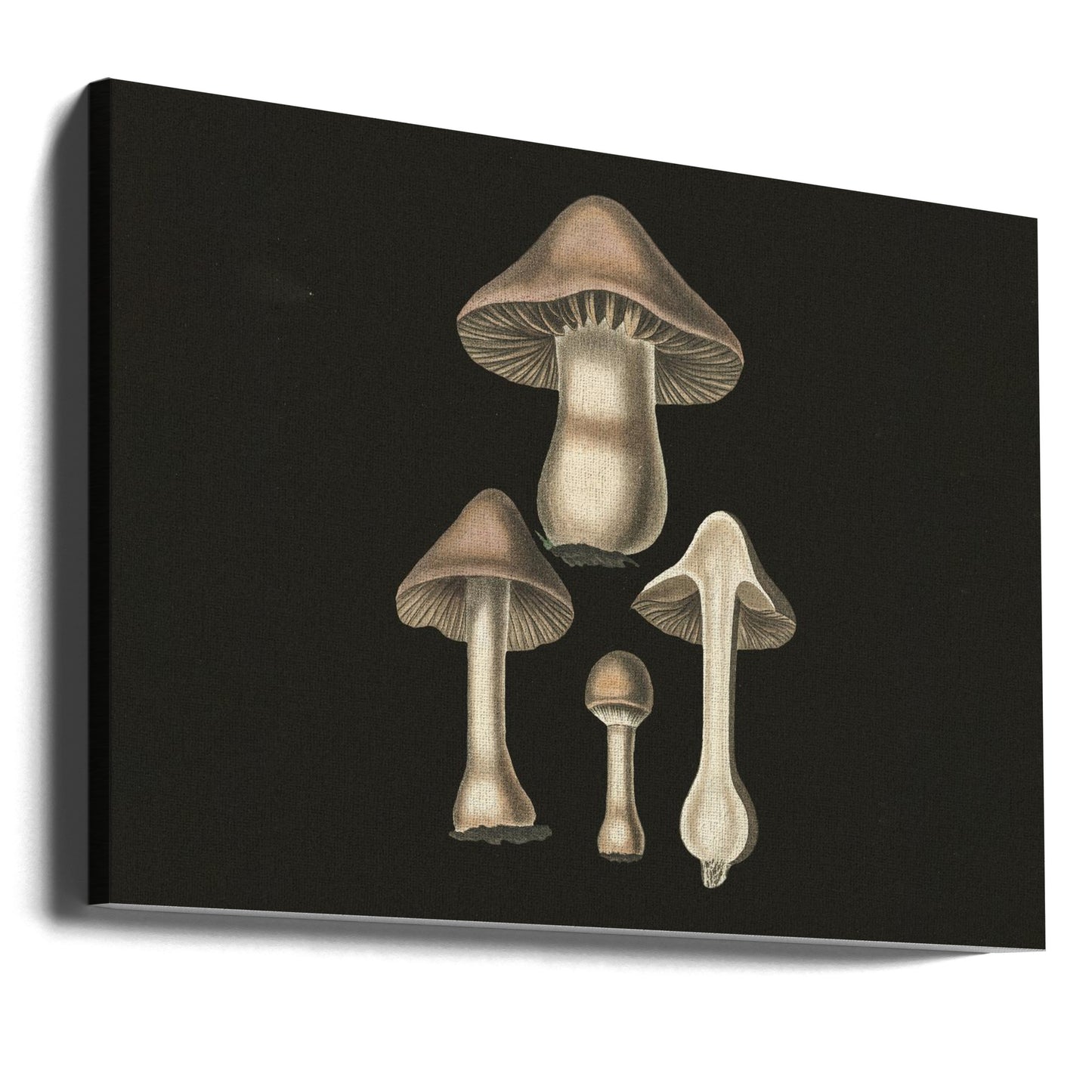 Agaricus Bulbosus mörk bakgrund | Canvastavla