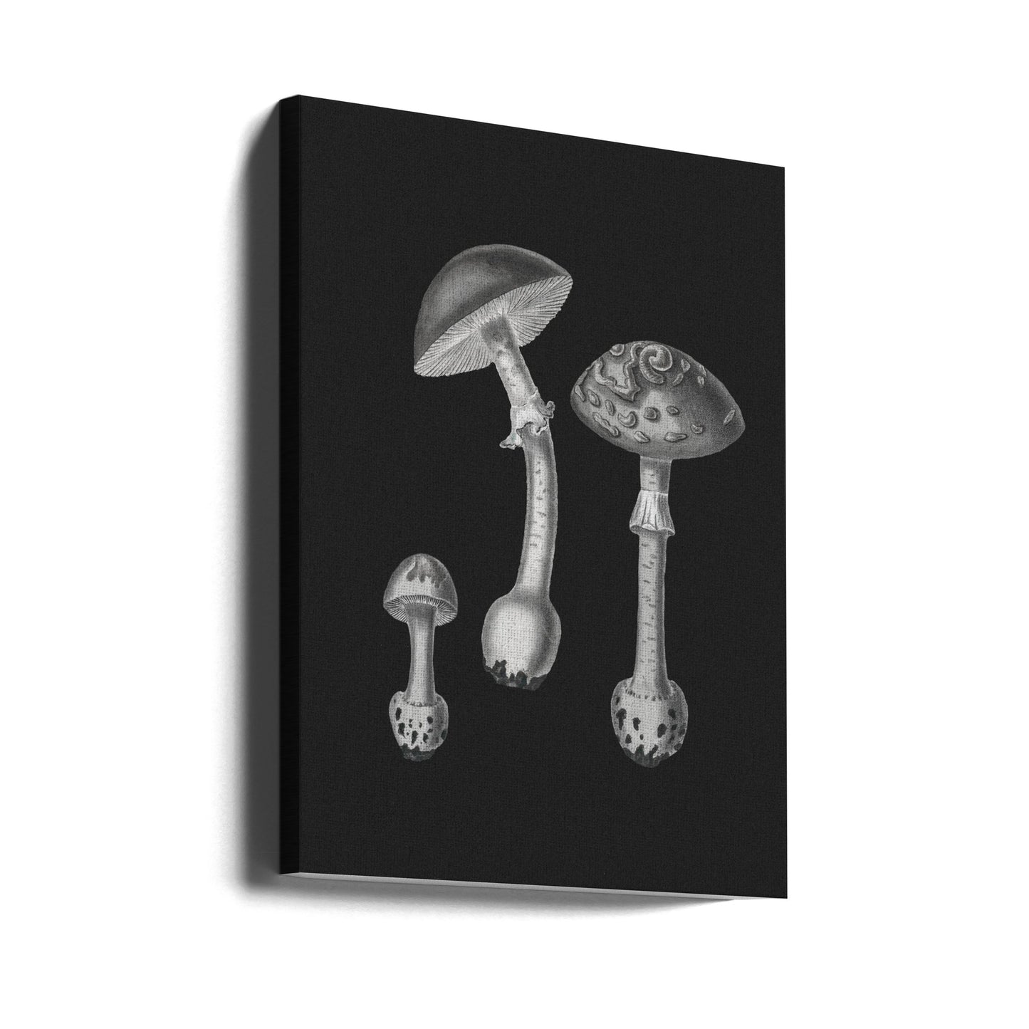 Amanita Muscaria Black Backgound BW | Duk