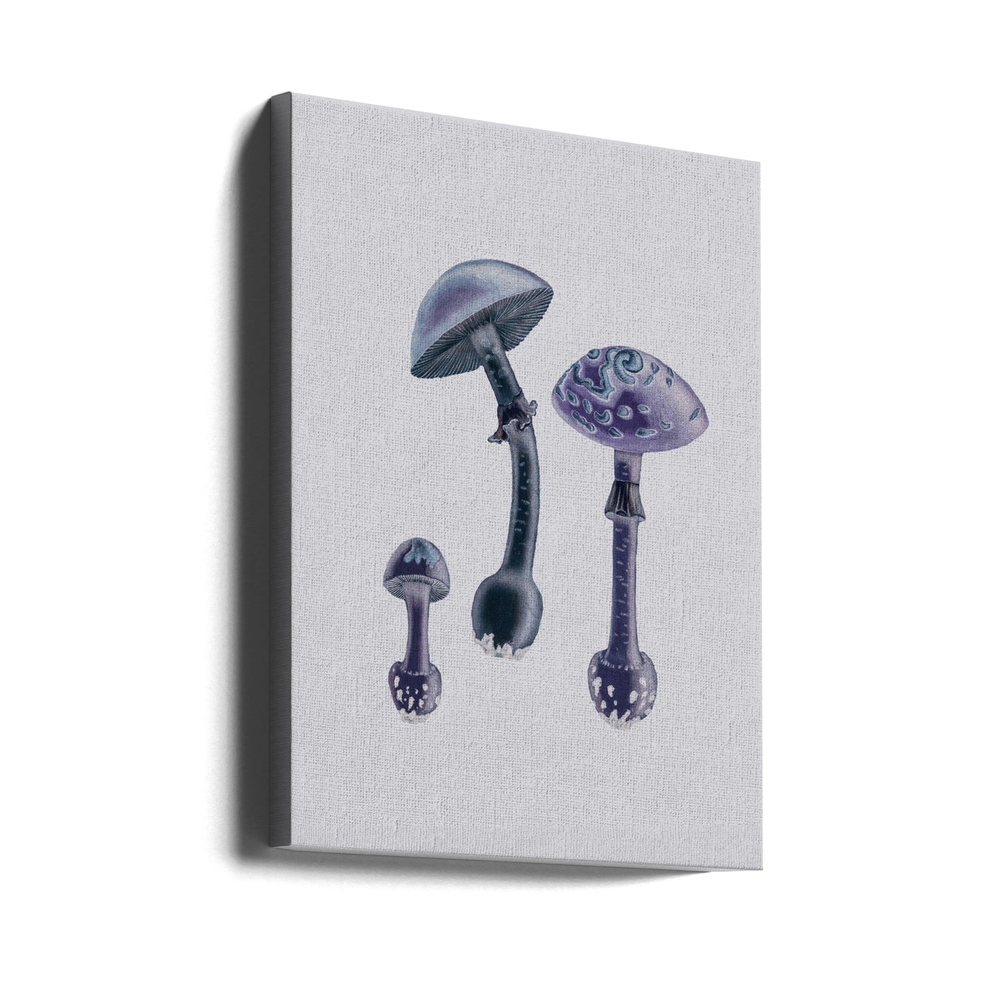 Amanita Muscaria Vit Bakgrund Lila | Duk