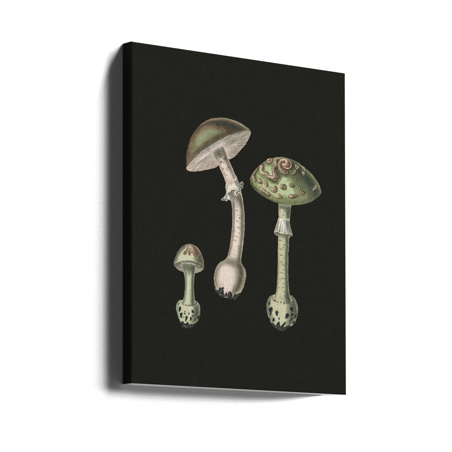 Amanita Muscaria mörk bakgrund | Duk