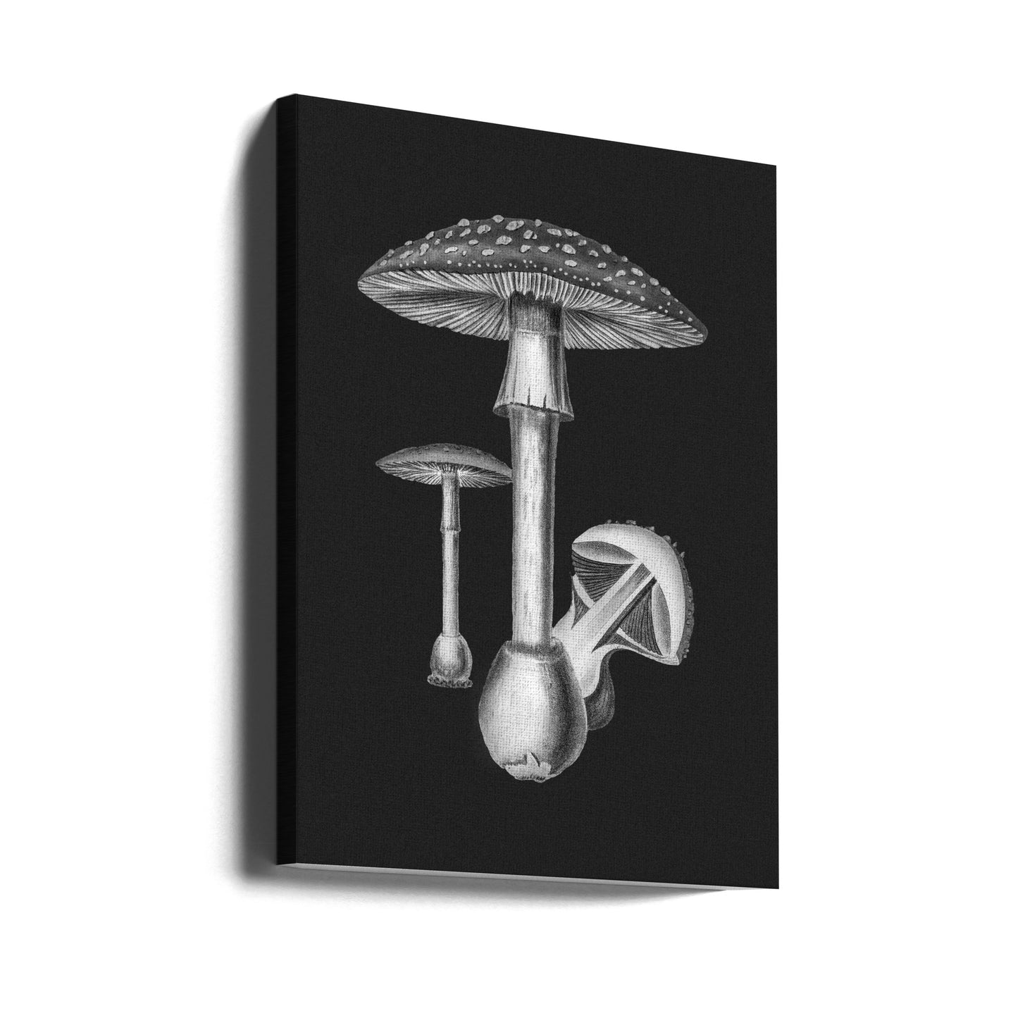 Amanita Muscaria Mörk Bakgrund BW | Duk