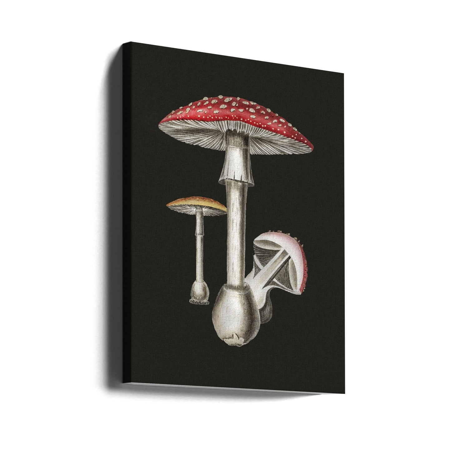 Amanita Muscaria mörk bakgrund | Duk