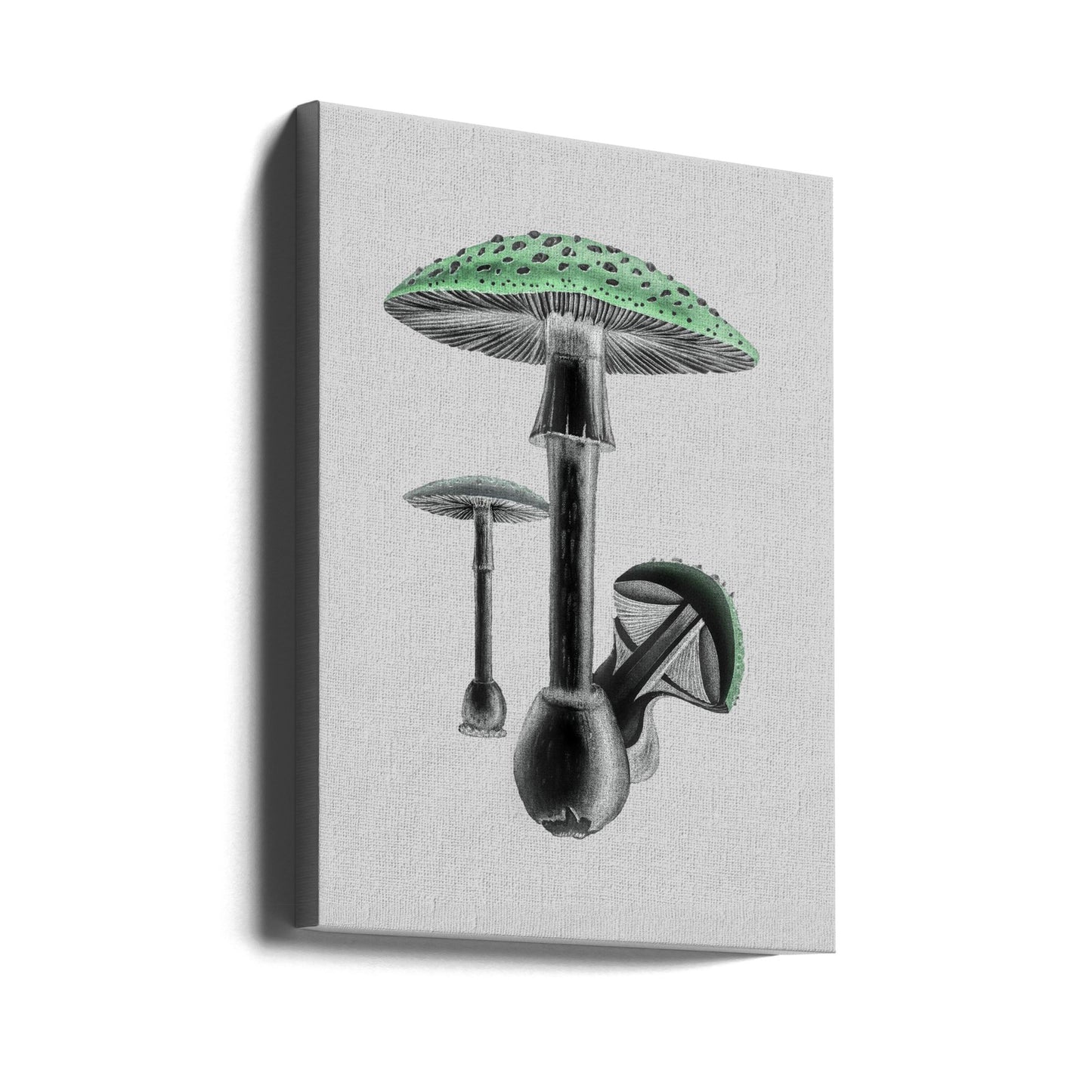 Amanita Muscaria Vit bakgrund Grön | Canvastavla