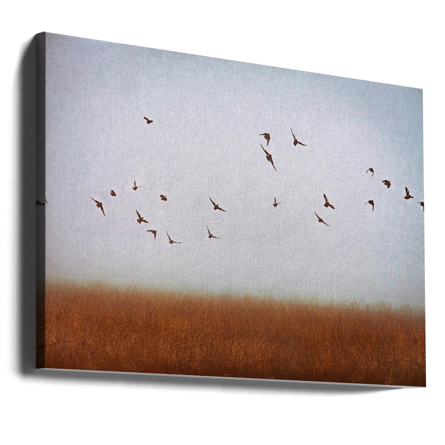 freedom | Canvas