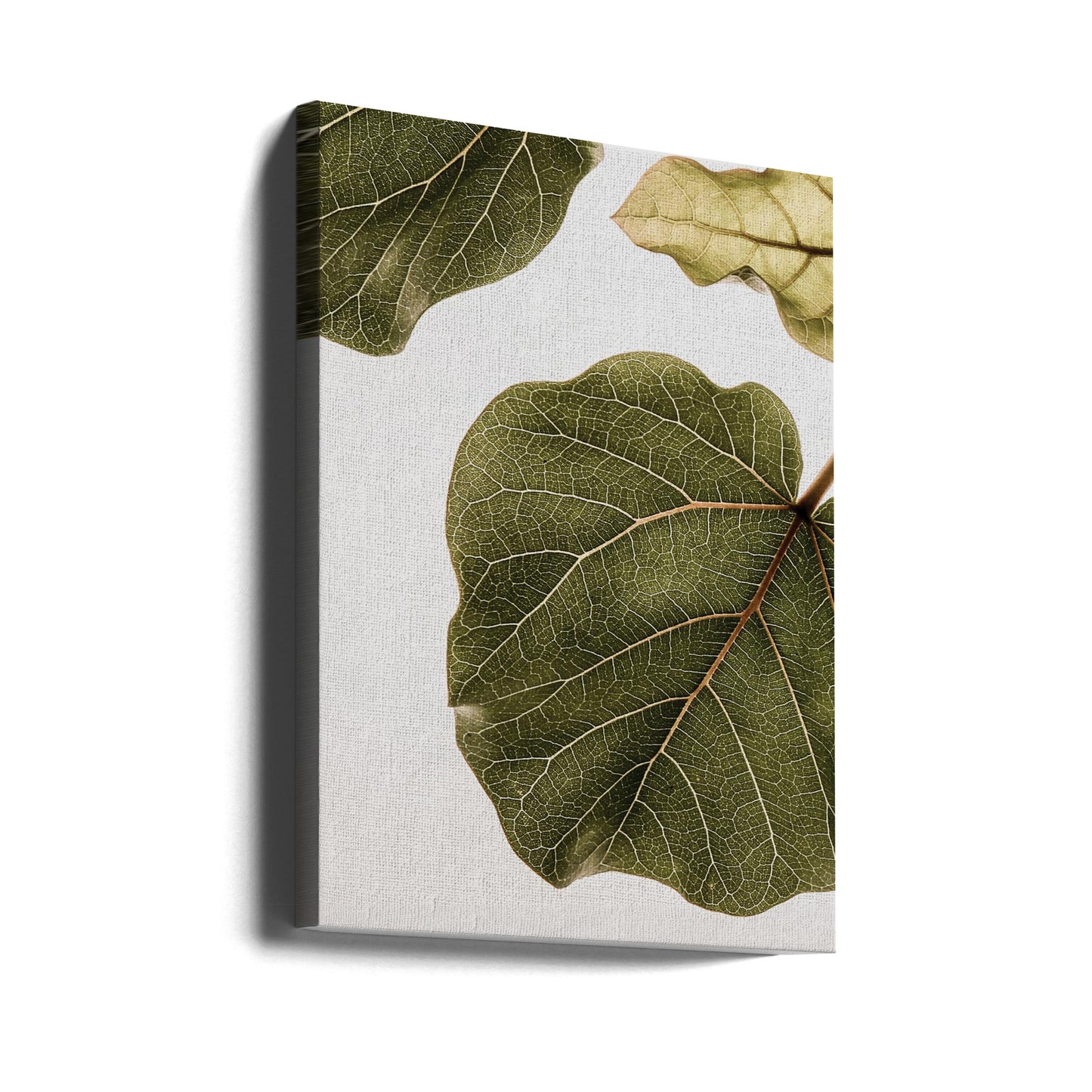 Abutifolia No2 | Canvas