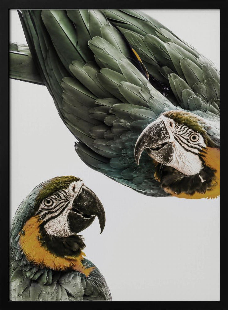 Amazonas | Affisch