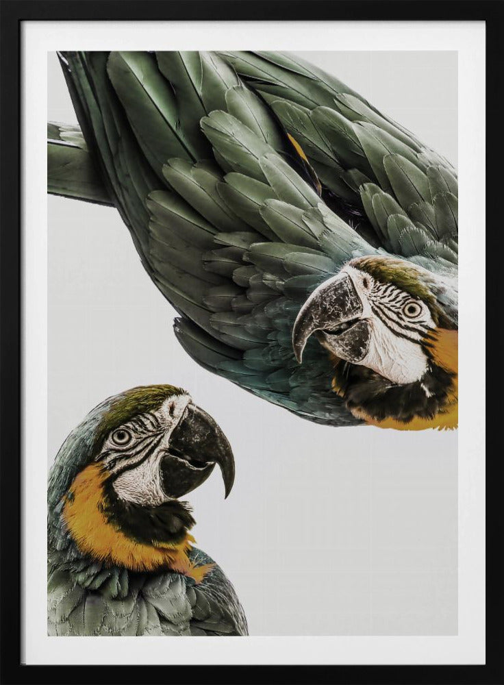 Amazonas | Affisch