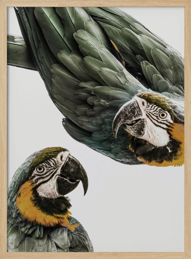 Amazonas | Affisch