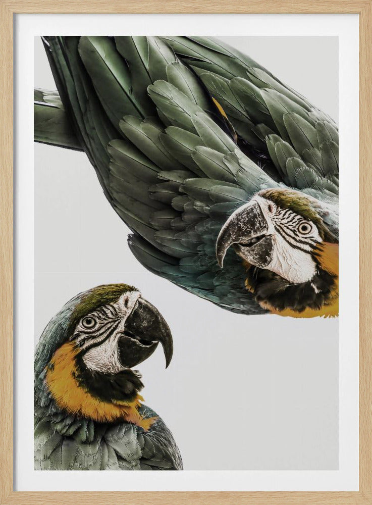 Amazonas | Affisch