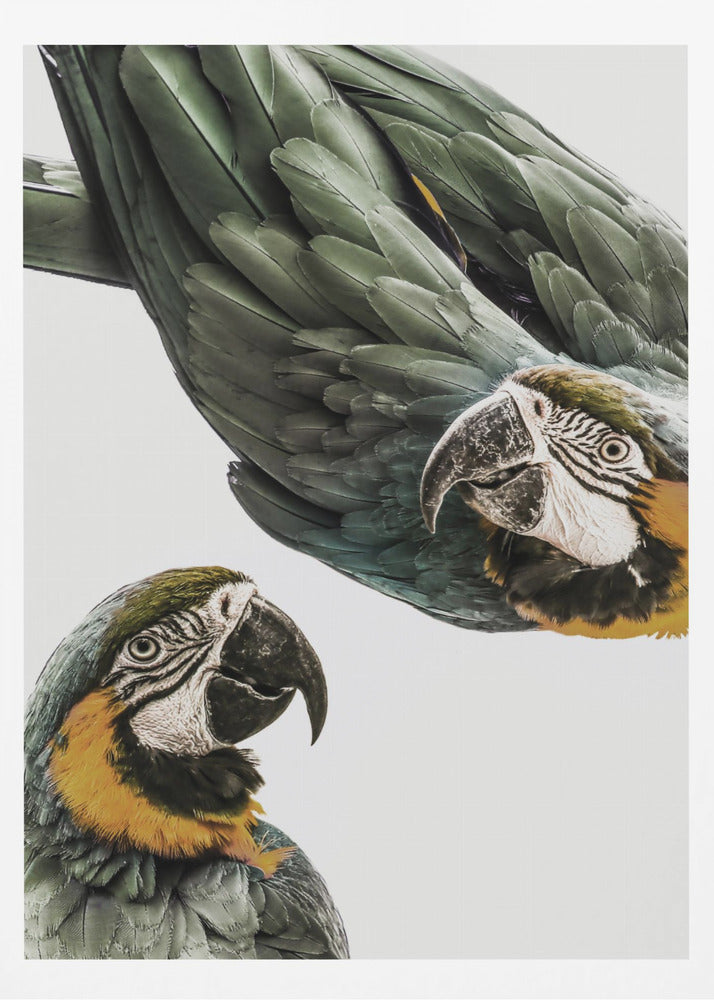 Amazonas | Affisch