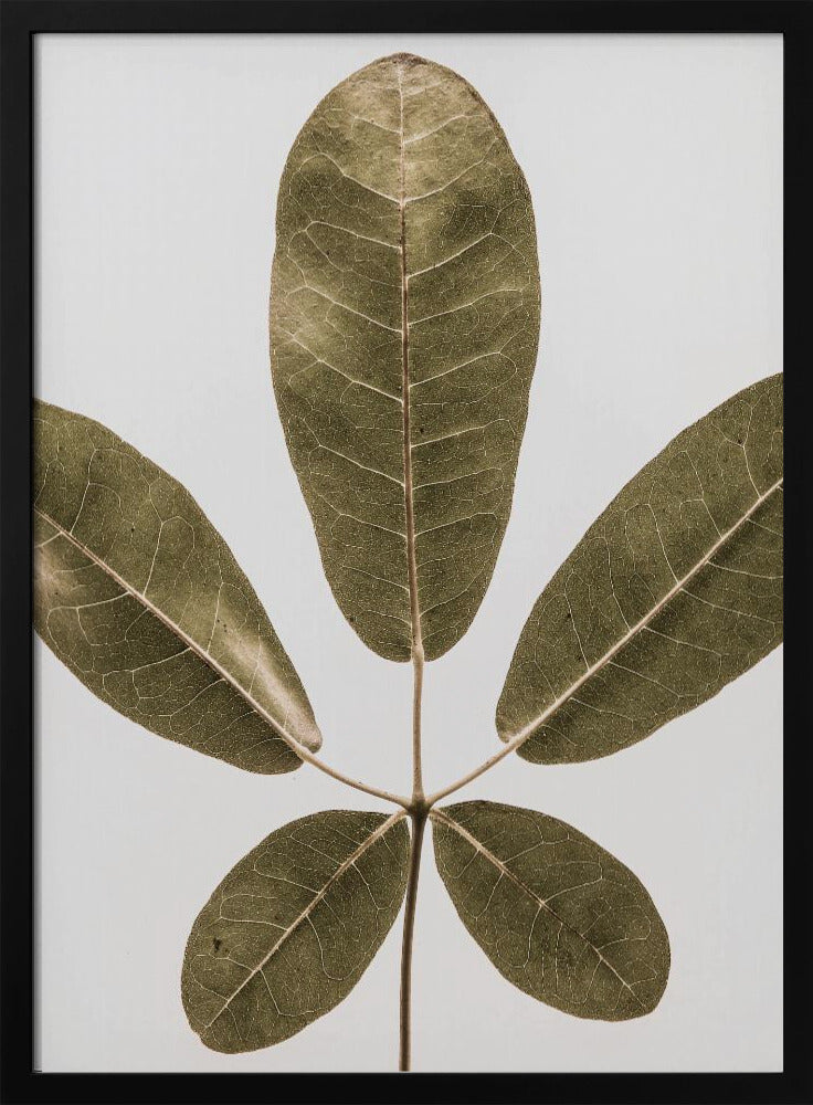 Autum Leaf | Poster