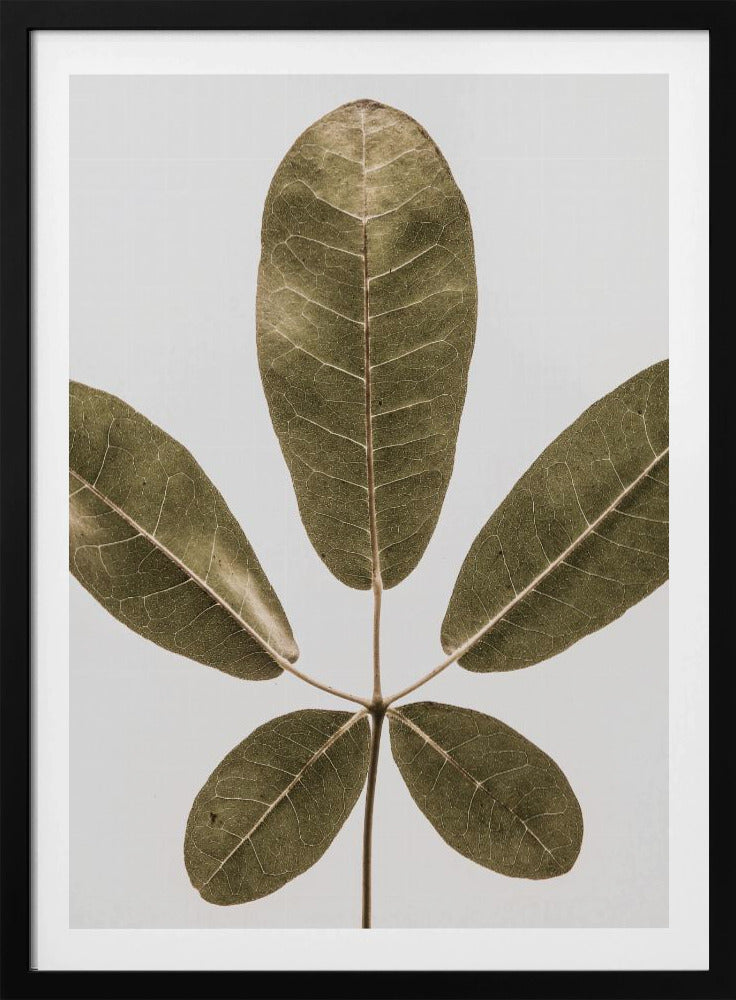 Autum Leaf | Poster