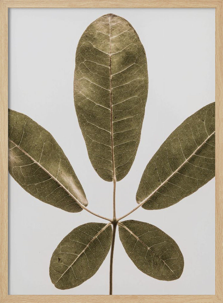 Autum Leaf | Poster