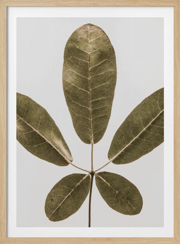 Autum Leaf | Poster