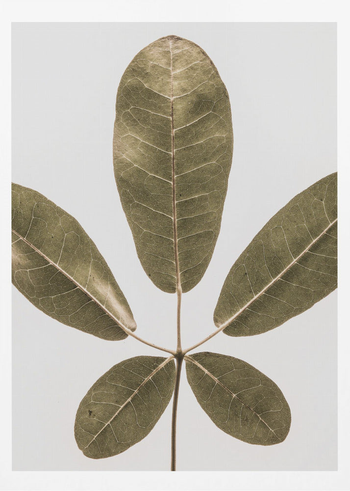 Autum Leaf | Poster