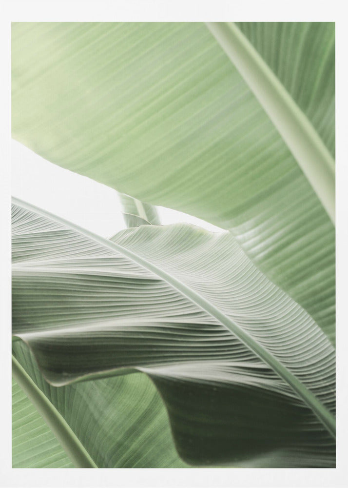 Leafy Serenity | Poster