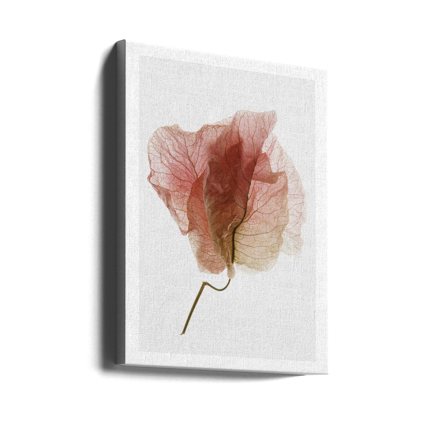 Bougainvillea-Studie Nr. 4 | Leinwand-Bilder
