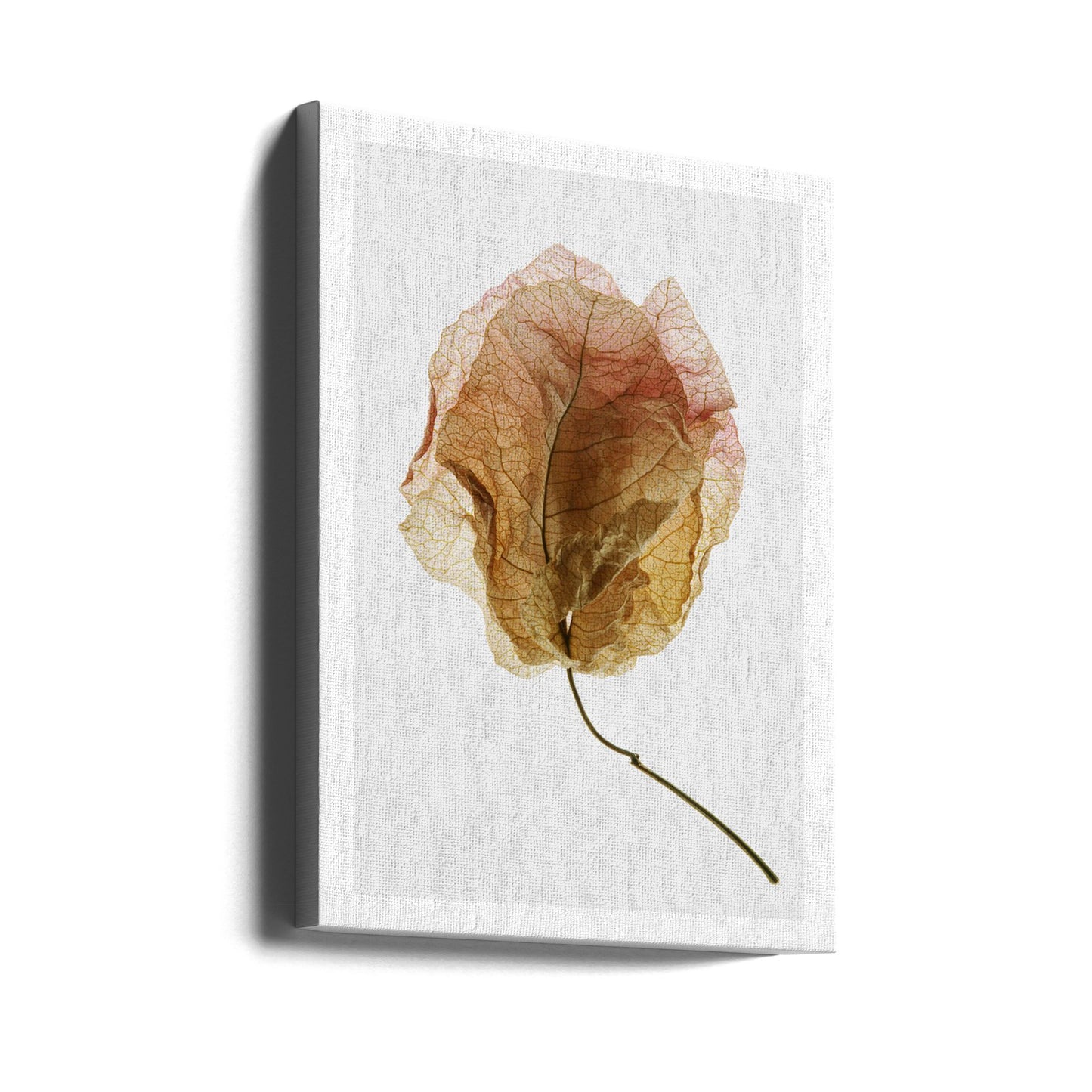 Bougainvillea-tutkimus nro 6 | Canvastaulut