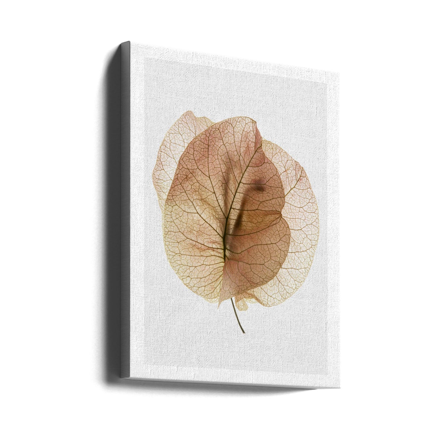 Bougainvillea-Studie Nr. 7 | Leinwand-Bilder