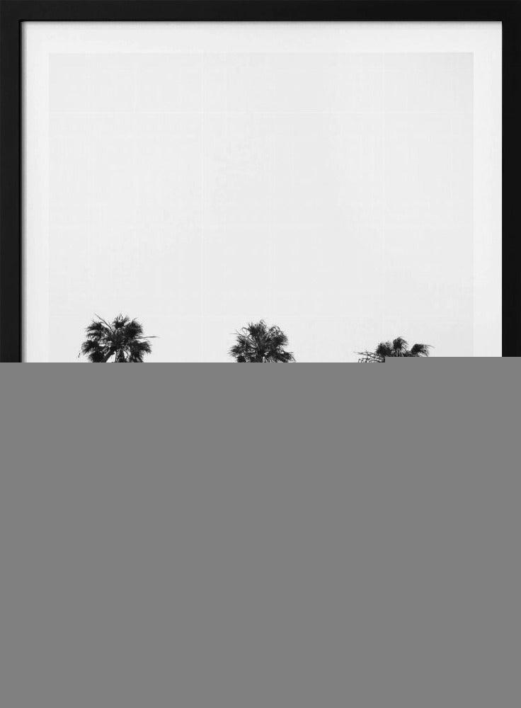 Skyward Palms Trio | Poster
