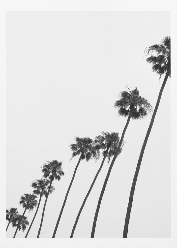Tall Palm Parade | Poster