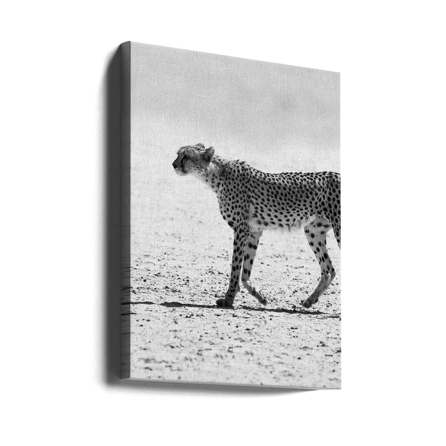 Ghepardo | Stampe su Tela