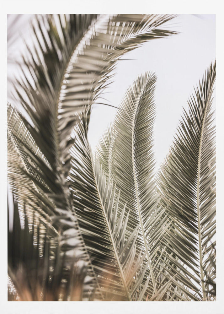Viskningar av palmer | Poster